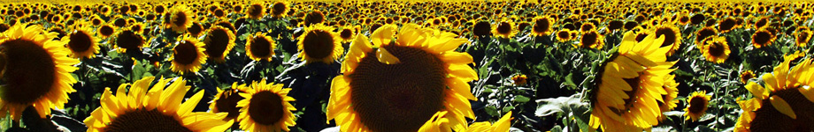 Josh Cohen Writes Rotating Header Image